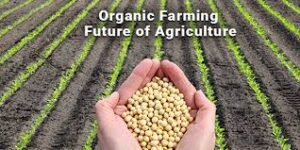 organic farming