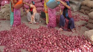 onion from farmers