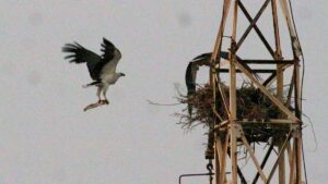 White bellied Sea eagle