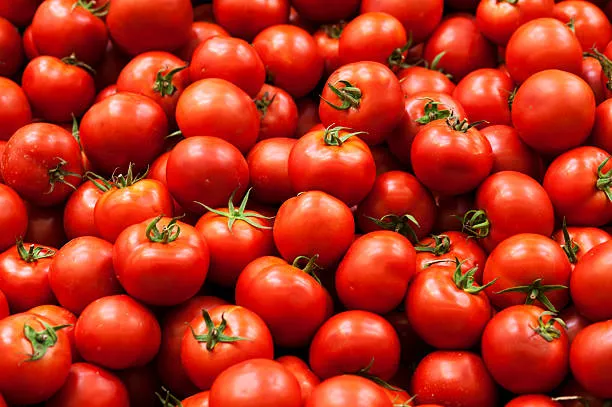  Tomato price list