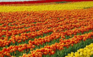 tulip world book of records